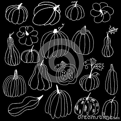 Set of white hand drawn pumpkin contours. Pumpkins with doodle style on a black background. Thanksgiving Halloween greeting card Cartoon Illustration