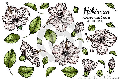 Set of White Hibiscus flower and leaf drawing illustration with line art on white backgrounds Vector Illustration