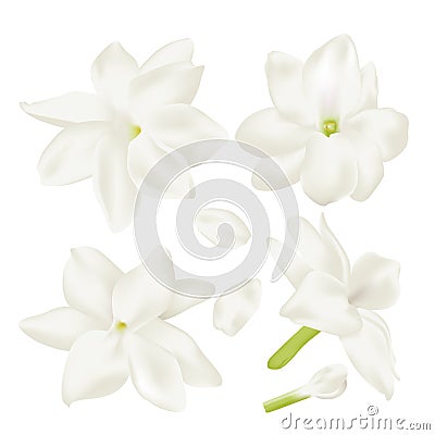 Set white jasmine Flower realistic Vector Illustration