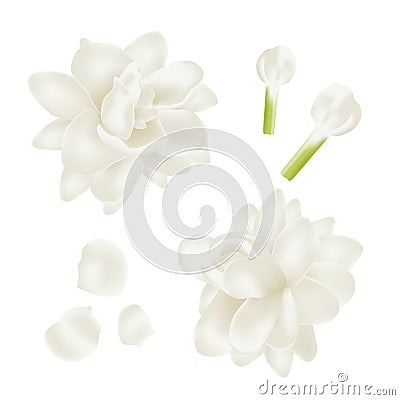 Set white jasmine Flower realistic Vector Illustration