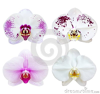 Set of white phalaenopsis orchid flower isolated on white Stock Photo