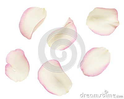 Set of white and pink rose petals Stock Photo