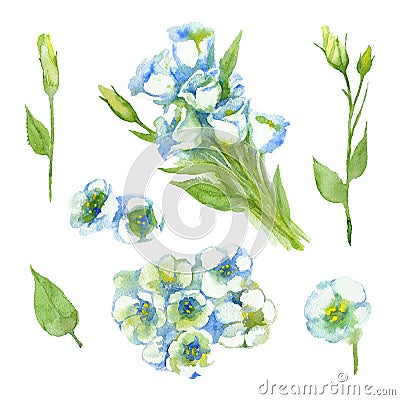 Set of White Singl Lisianthus and Lisianthus buds on a white background. Cartoon Illustration