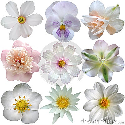 Set of white spring flowers Stock Photo