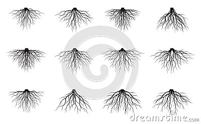 Set of white Tree Roots. Vector outline Illustration and nature image Vector Illustration