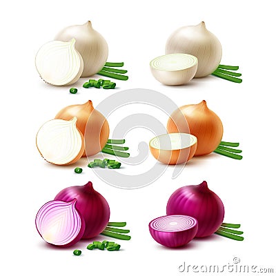 Set of White Yellow Red Onion Bulbs Isolated Vector Illustration