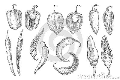 Set whole and half different pepper. Vector vintage hatching color illustration Vector Illustration