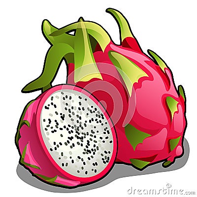 Set of whole and half of ripe pitahaya fruit or Hylocereus undatus, Dragon fruit. Element of a healthy diet. Delicious Vector Illustration