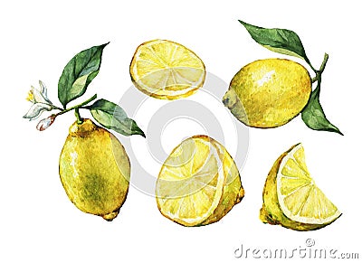 Set with whole and slice fresh citrus fruit lemon with green leaves and flowers. Stock Photo