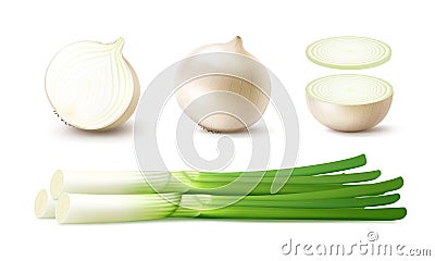 Set of Whole and Sliced Onion Bulbs with Green Onions Vector Illustration