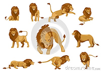 set of wild african lions editable vector illustration Vector Illustration