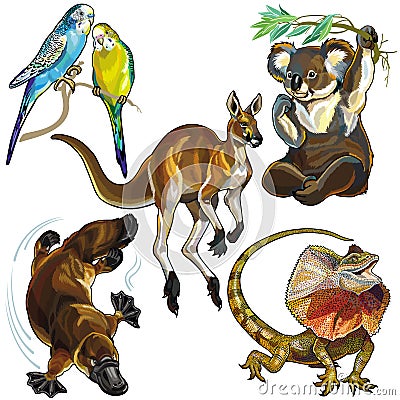 Set with wild animals of Australia Vector Illustration