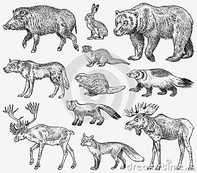 Set of Wild animals. Brown Grizzly Bear Forest Moose Red Fox North Boar Wolf Sable Badger Gray Hare Reindeer River otter Vector Illustration