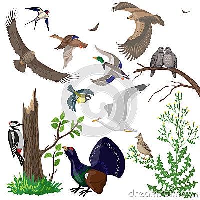 Set of Wild Birds Vector Illustration