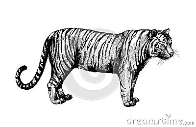 Set wild cats illustration, tiger Cartoon Illustration