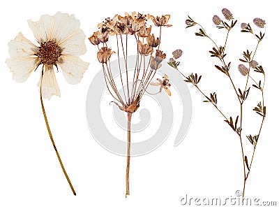 Set of wild flowers pressed Stock Photo