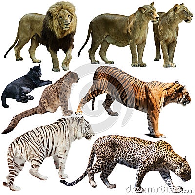 Set of wild mammals animals from cat family isolated Stock Photo