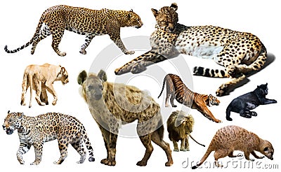 Set of wild mammals isolated over white Stock Photo