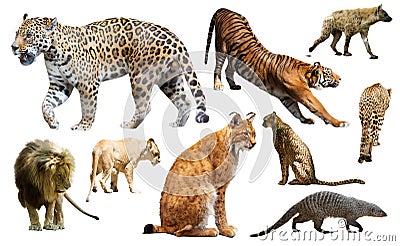 Set of wild mammals isolated over white Stock Photo