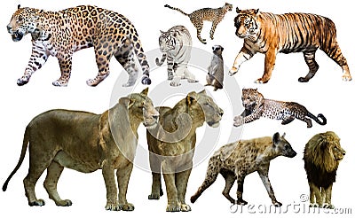 Set of wild mammals isolated over white Stock Photo