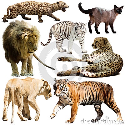 Set of wild mammals isolated over white background Stock Photo