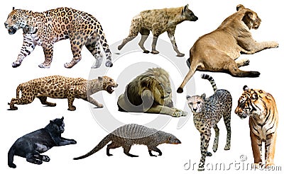 Set of wild mammals isolated over white Stock Photo