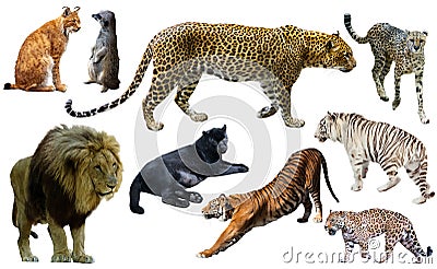 Set of wild mammals isolated over white Stock Photo