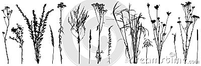 Set of wild plants and weeds, silhouettes. Vector illustration Vector Illustration