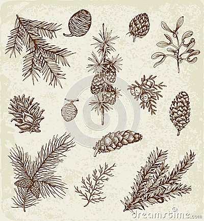 Set of winter evergreen plants Vector Illustration