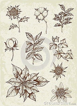 Set of winter evergreen plants Vector Illustration