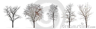 Set of winter trees without leaves isolated on white Stock Photo