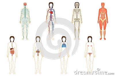 Set of woman organs and systems Vector Illustration