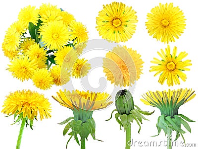 Set of yellow dandelion-flowers Stock Photo