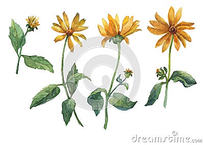 Set of yellow flowers. Cartoon Illustration