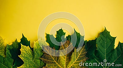 Set of yellow-green canadian maple leaves isolated on yellow background. Colorful horizontal image of autumn foliage with space Stock Photo