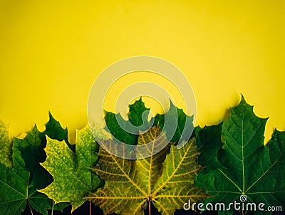 Set of yellow-green canadian maple leaves isolated on yellow background. Colorful horizontal image of autumn foliage with space Stock Photo