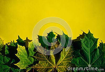 Set of yellow-green canadian maple leaves isolated on yellow background. Colorful horizontal image of autumn foliage with space Stock Photo