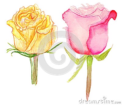 Set of yellow and pink roses Stock Photo