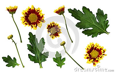 Set of yellow and red chrysanthemum flowers, buds and leaves Stock Photo