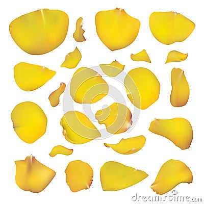 Set of yellow rose petals. Vector Illustration