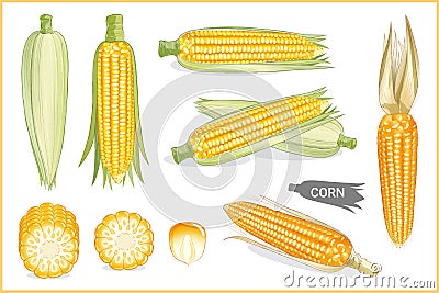 Set of yellow sweet corn in various style, vector format Vector Illustration