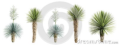 Set of yucca rostrata plant isolated on white background. 3D render. Cartoon Illustration