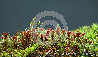 Seta and red sporophytes moss Stock Photo