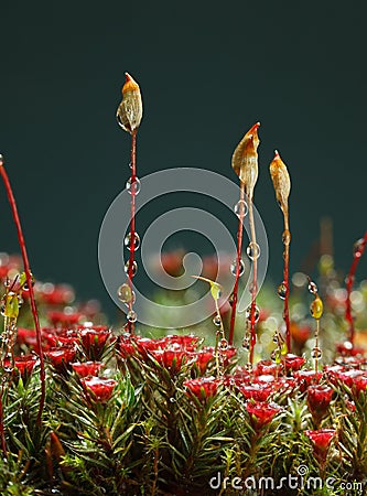 Seta and red sporophytes Stock Photo