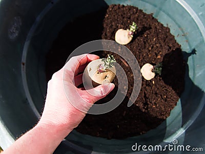 Setting Epicure potatoes in a pot - container gardening Stock Photo