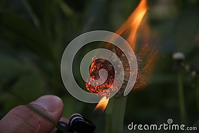 Dandelion on fire Stock Photo