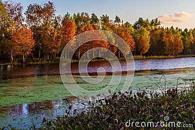 Setting Sun on the Bright Fall Foliage of Cypress Trees Stock Photo