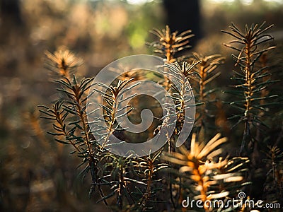 The setting sun illuminates the rosemary in the marsh Stock Photo