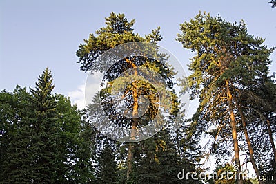 The setting sun illuminates the tops of coniferous trees. Stock Photo