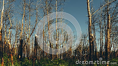 Setting sun shines on dead pine trees burnt in a forest fire concept consequences of forest fires Stock Photo